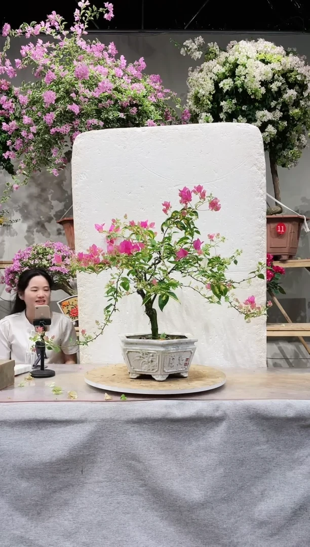 【闪购商品】盆景金心双色三角梅