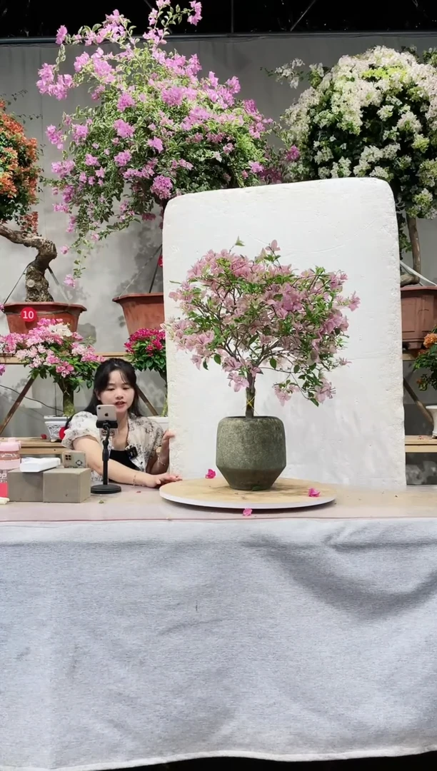 【闪购商品】盆景塞弗里三角梅