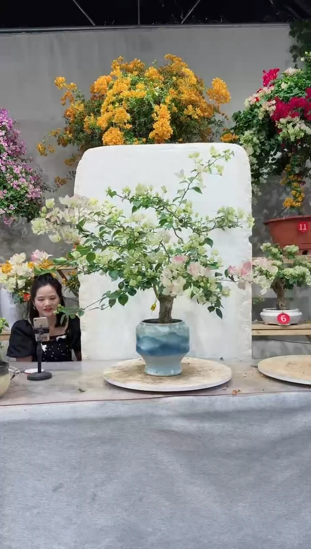 【闪购商品】盆景绿叶樱花三角梅