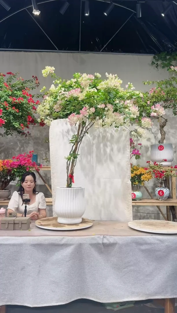 【闪购商品】盆景绿叶樱花三角梅