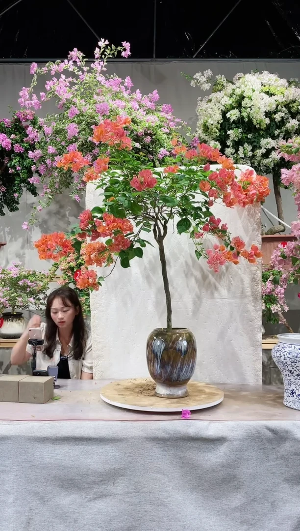 【闪购商品】盆景三角梅
