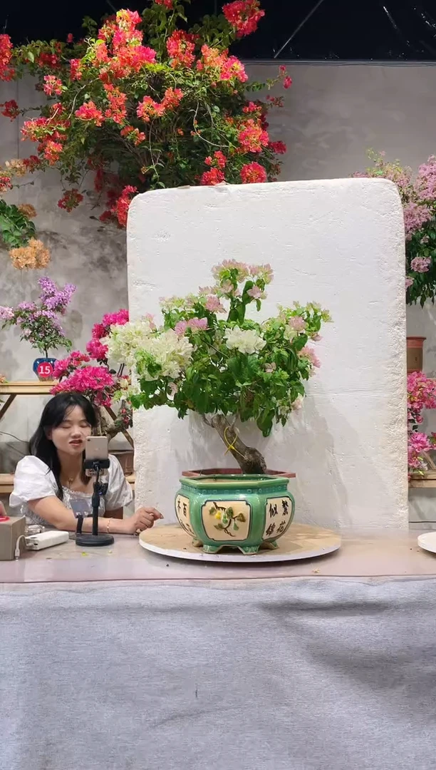 【闪购商品】盆景口红三角梅