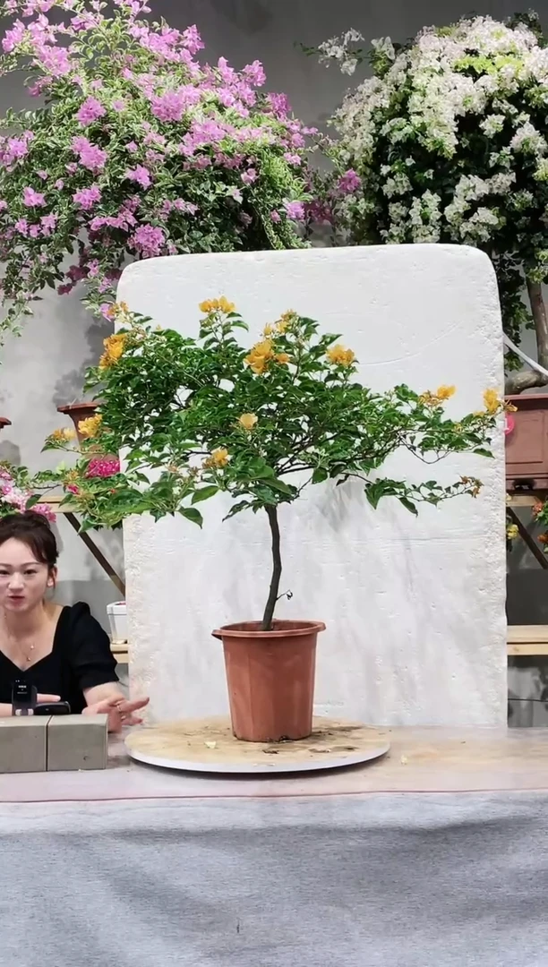 【闪购商品】盆景三角梅