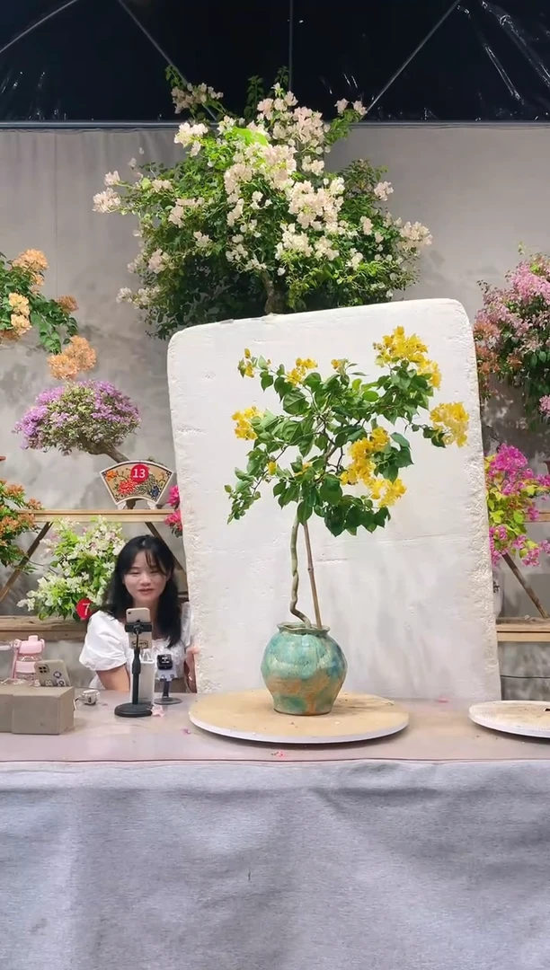 【闪购商品】盆景好好黄三角梅
