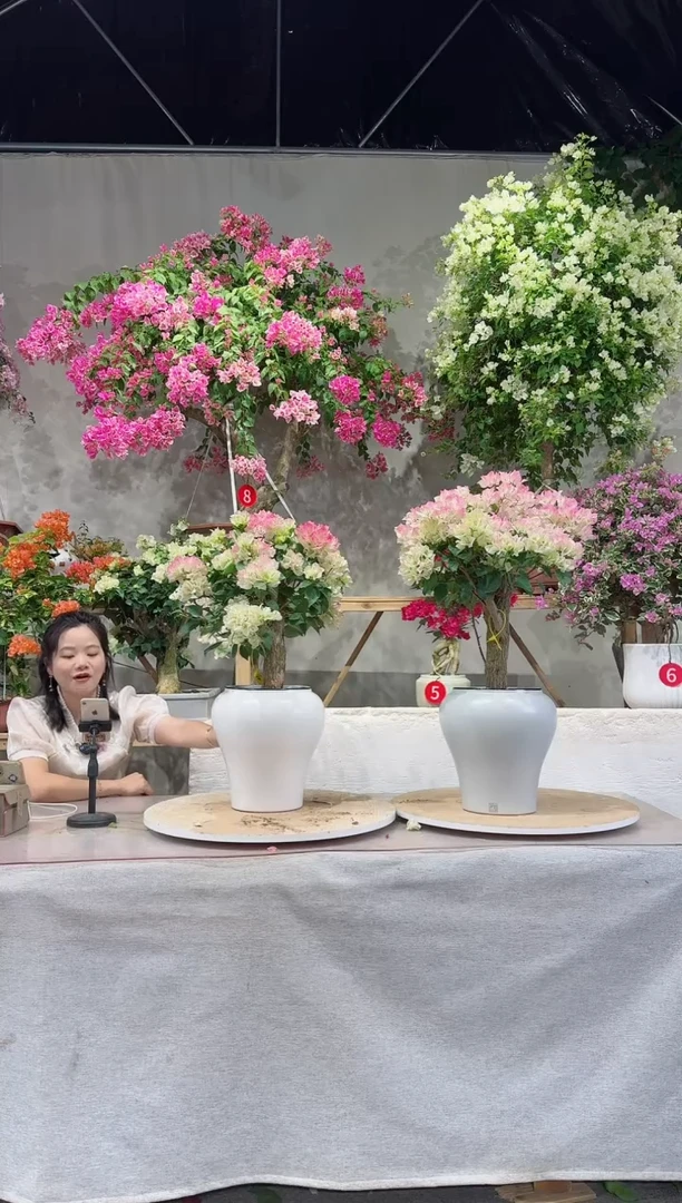 【闪购商品】盆景三角梅