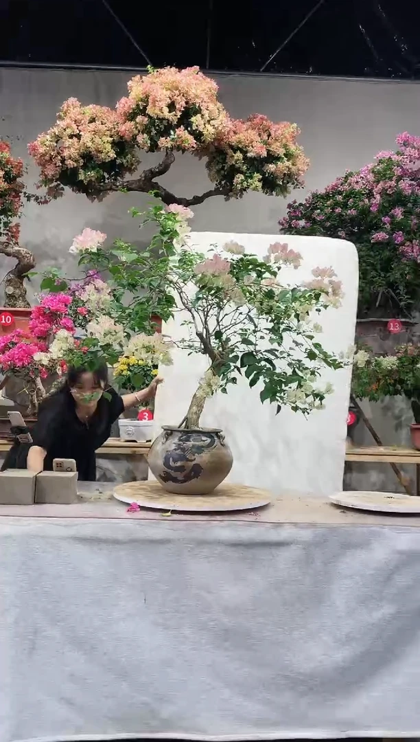 【闪购商品】盆景绿叶樱花三角梅