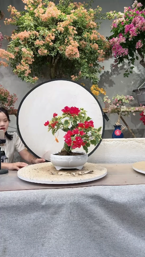 【闪购商品】盆景金边花叶红三角梅