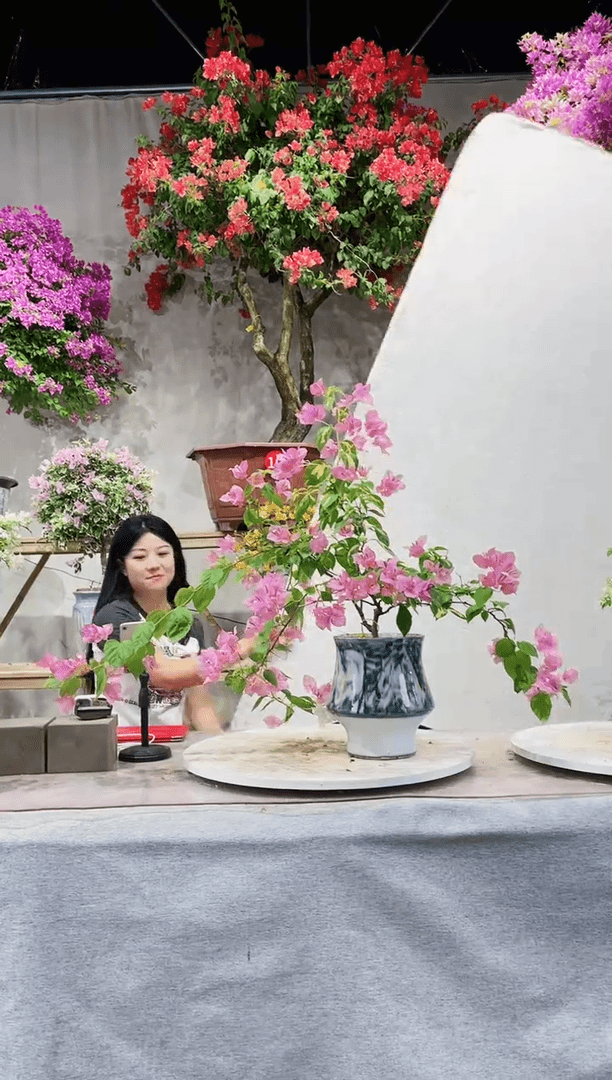 【闪购商品】盆景三角梅