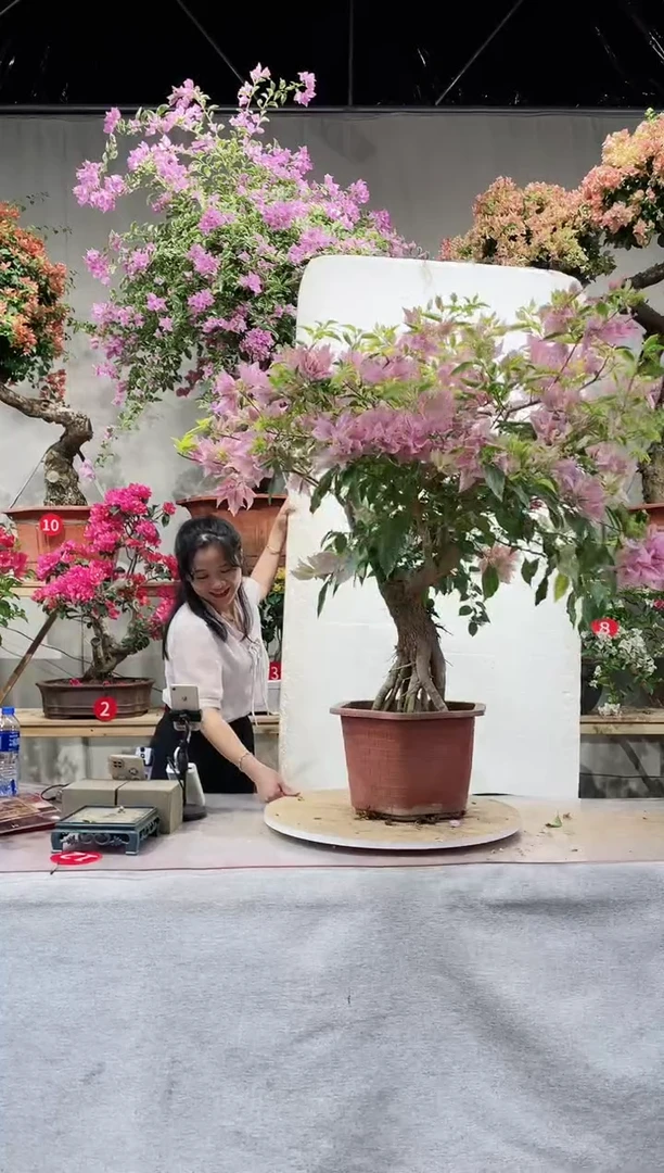 【闪购商品】盆景金边金夫人三角梅