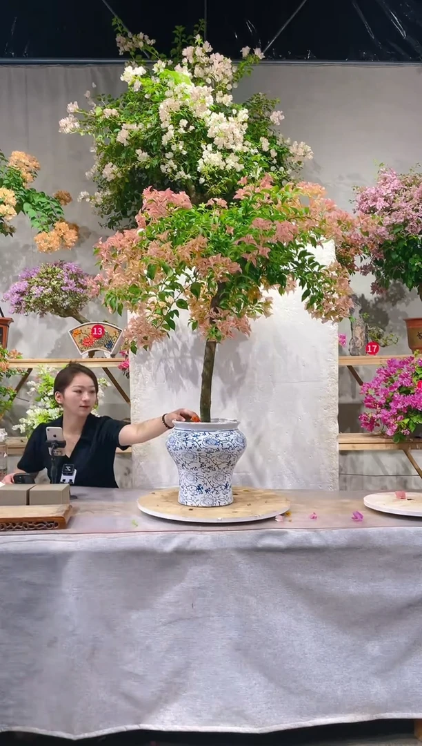 【闪购商品】盆景卡亚塔三角梅