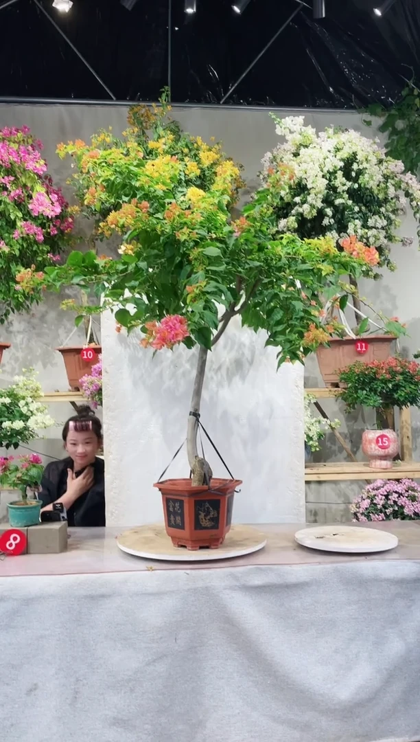 【闪购商品】盆景月光橙三角梅