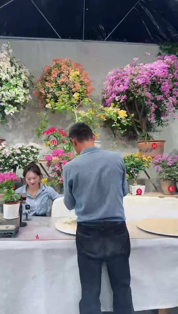 【闪购商品】盆景黄女郎三角梅