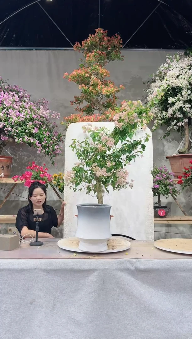 【闪购商品】盆景暗斑丽人三角梅