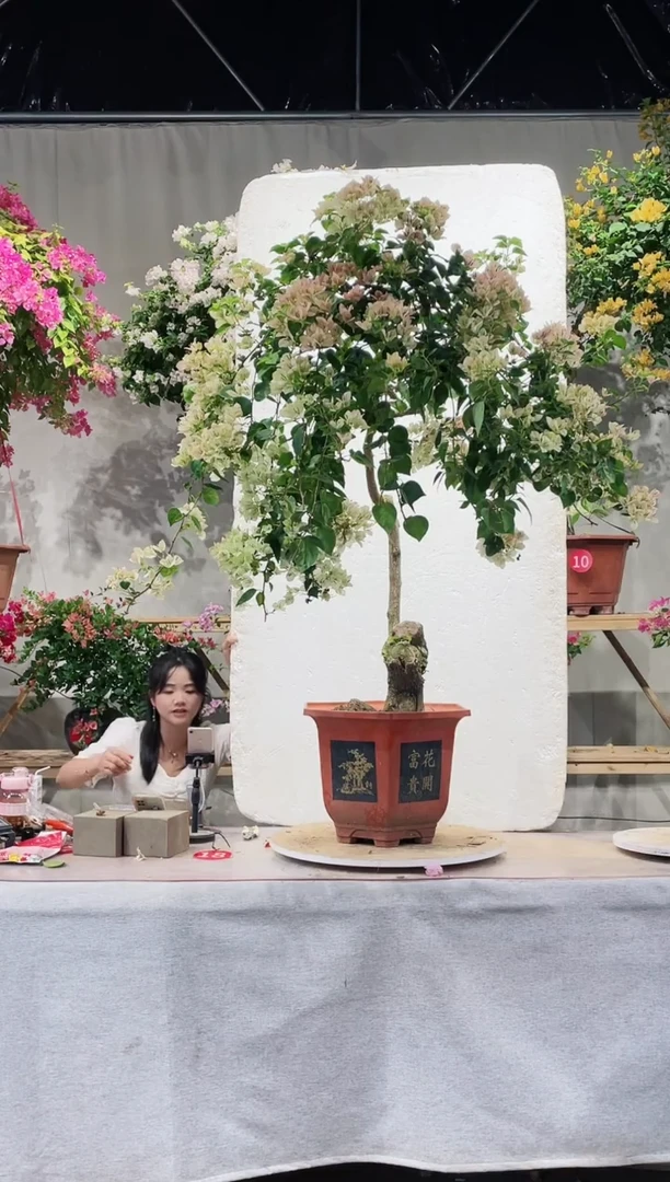 【闪购商品】盆景五宝三角梅