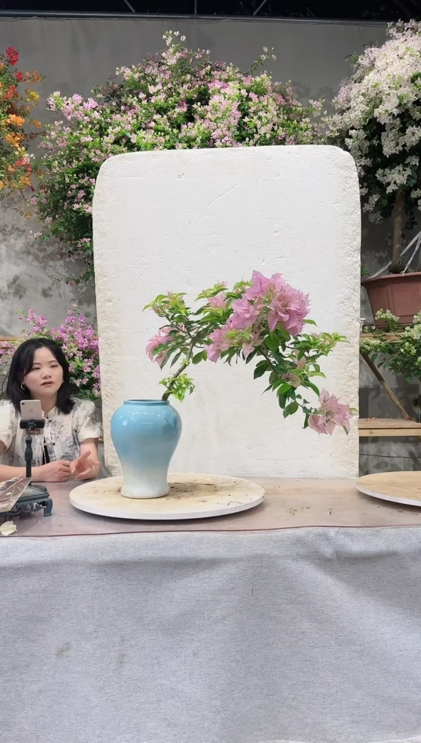 【闪购商品】盆景金夫人三角梅