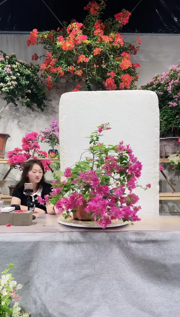 【闪购商品】盆景三角梅