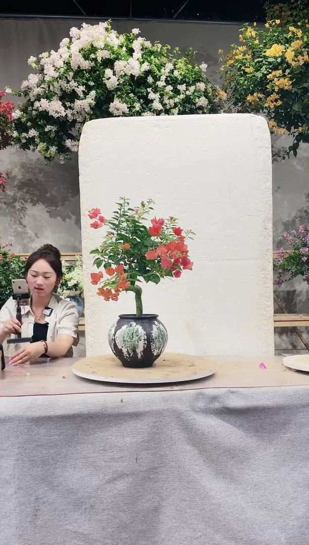 【闪购商品】盆景暗斑夕阳红三角梅