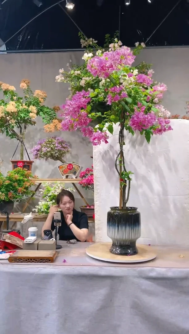 【闪购商品】盆景漳红樱三角梅