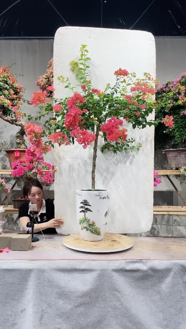 【闪购商品】盆景三角梅