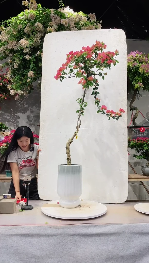 【闪购商品】盆景甜西瓜三角梅