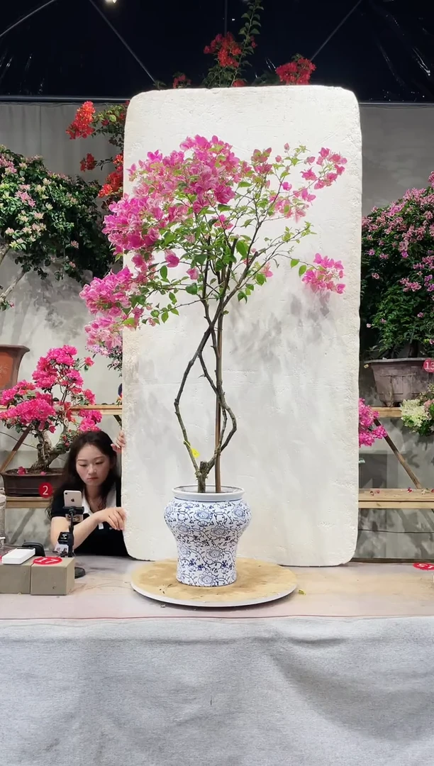 【闪购商品】盆景漳红樱三角梅