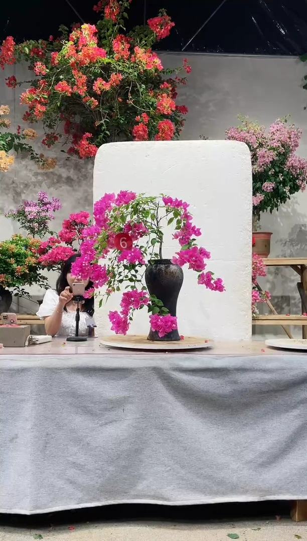 【闪购商品】盆景三角梅