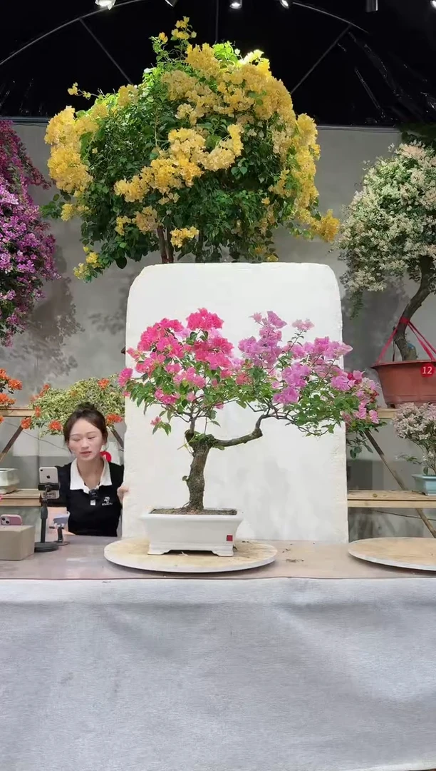 【闪购商品】盆景三角梅