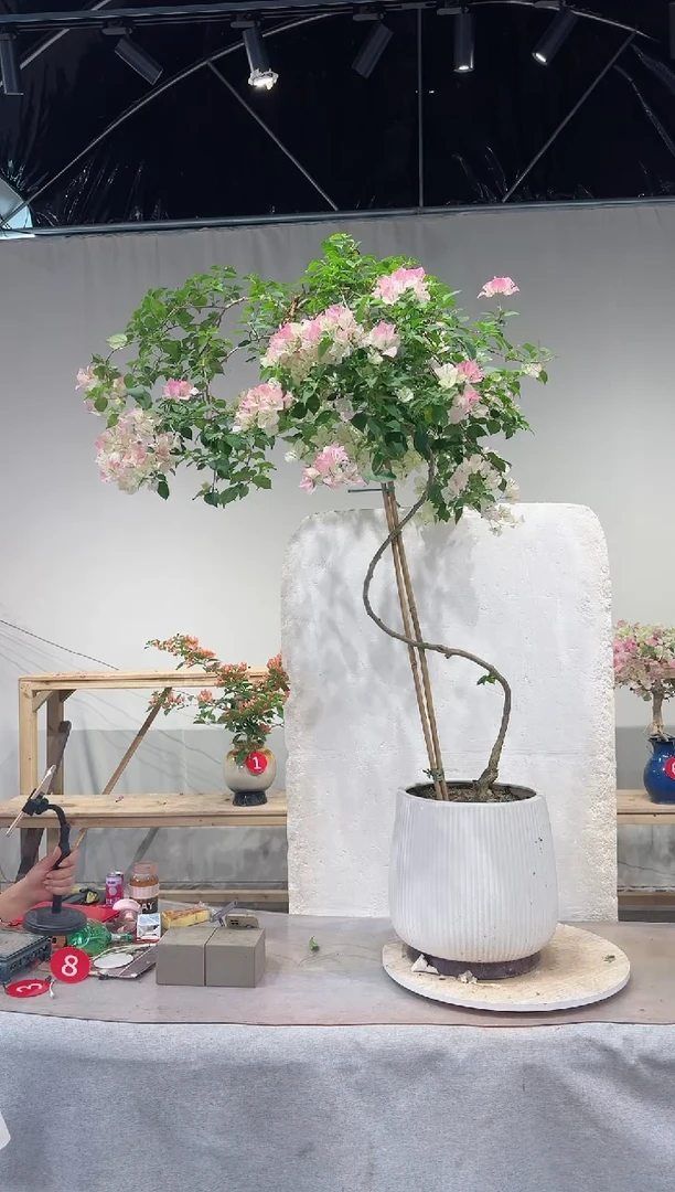 【闪购商品】盆景绿叶樱花三角梅