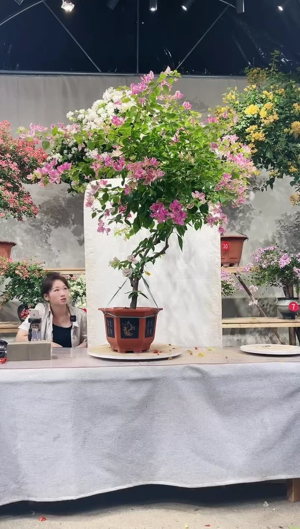 【闪购商品】盆景漳红樱三角梅