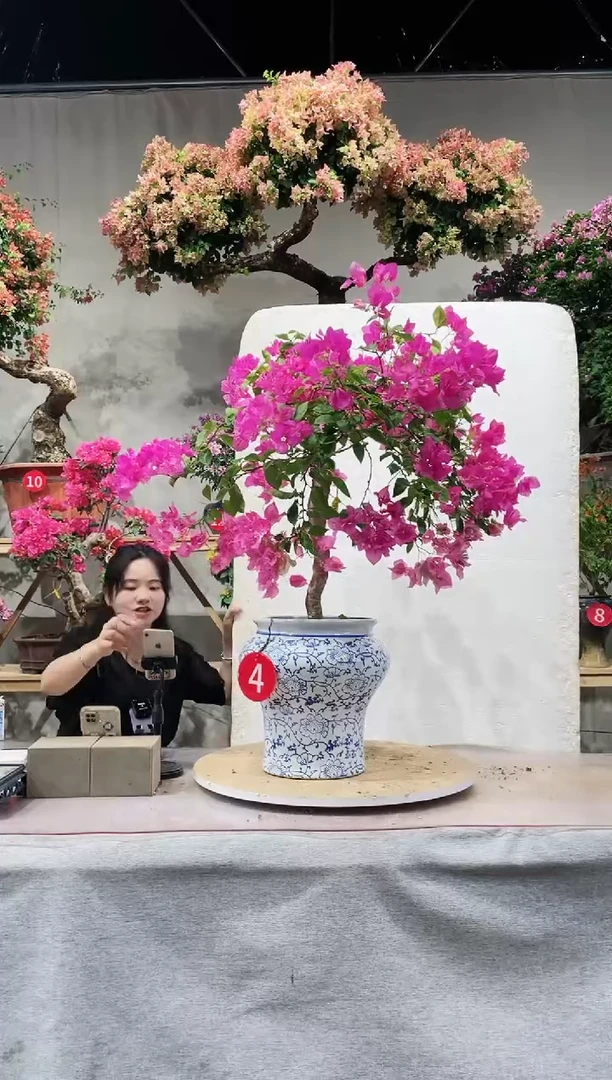 【闪购商品】盆景斑红樱三角梅