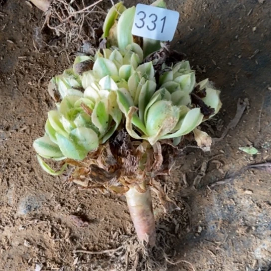 辛尼亚331多肉。