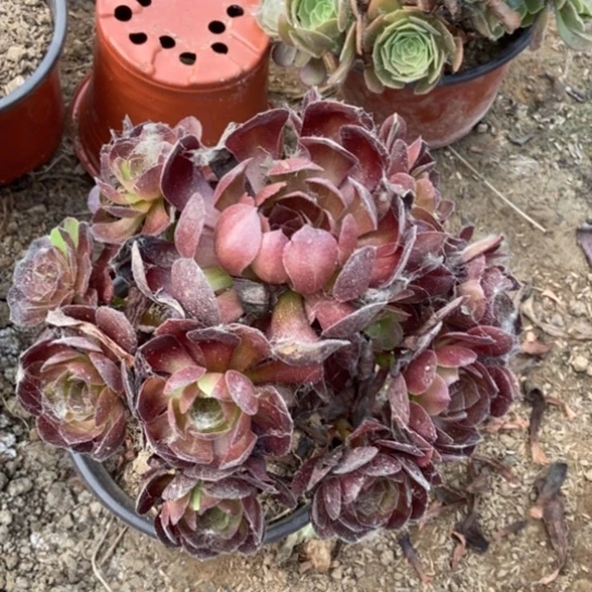 黑寡妇419多肉。