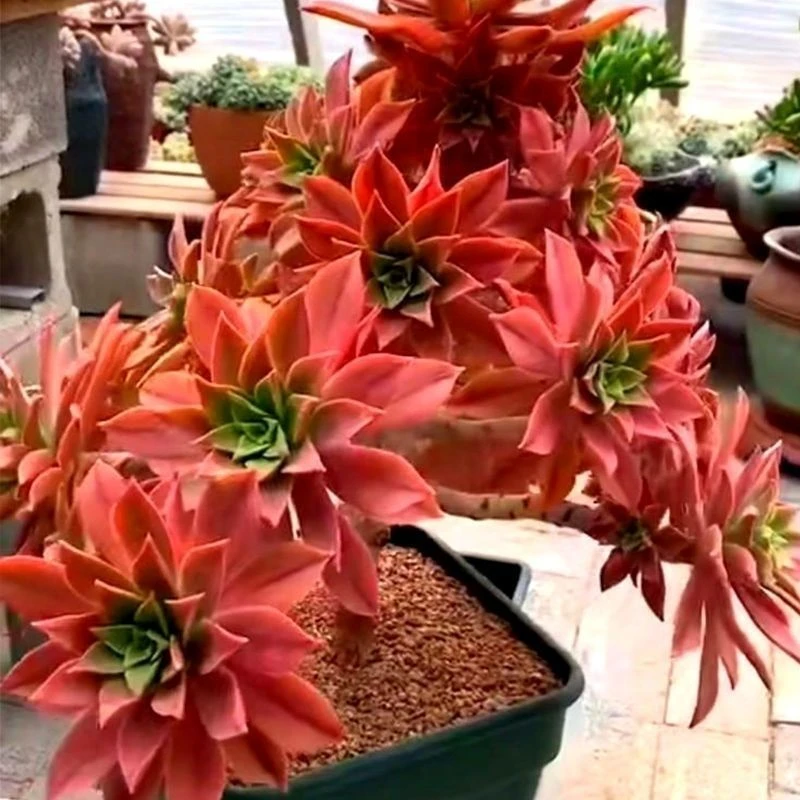 众赞曲 老桩红叶法师新手好养手捧窗台阳台多肉