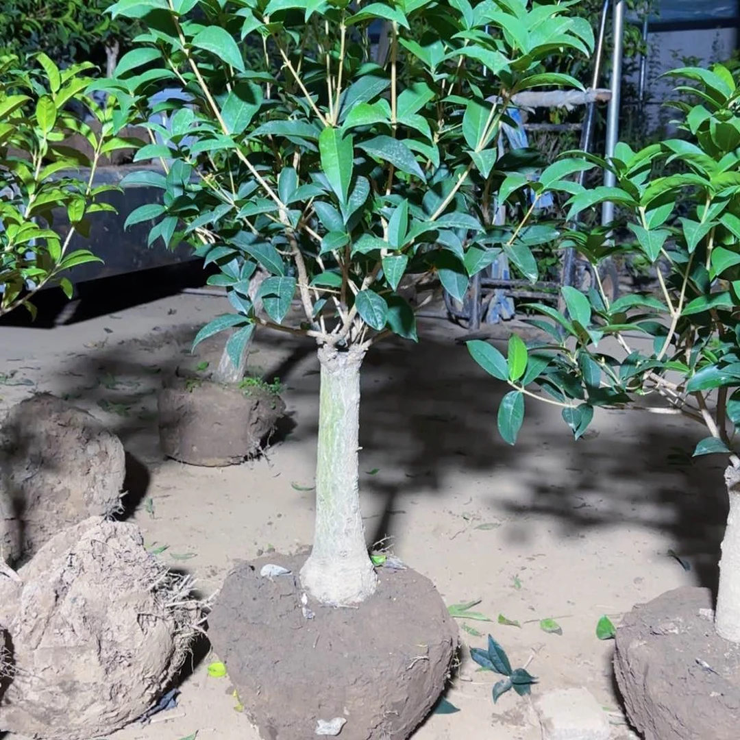 忠桂花。四季桂系列