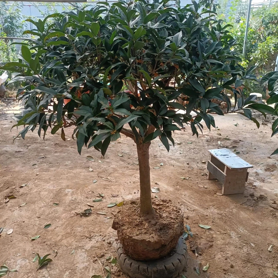 桂花 丹桂系列（以直播间实物为主，一物一拍，私拍不发货）