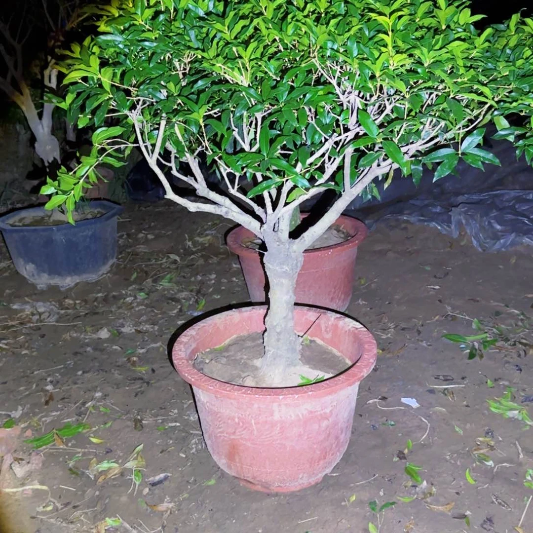 美**烟桂花。八月桂系列