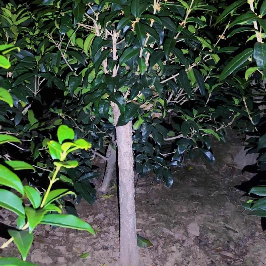 十****…桂花。四季桂系列