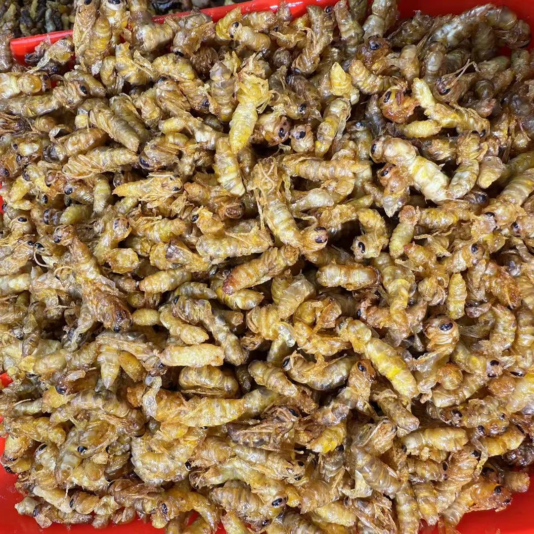 树蜂油炸二级蜂蛹