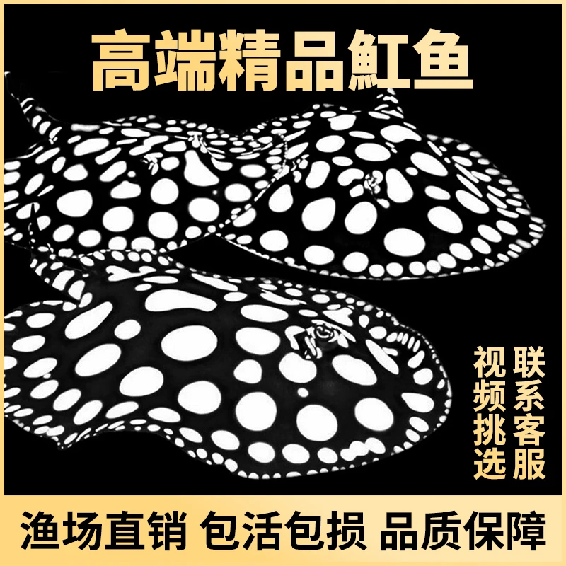 黄冠魟鱼黑白活体黑帝珍珠鱼大小鱼苗观赏鱼龙鱼热带鱼