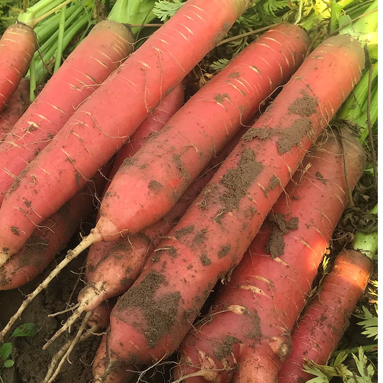 透心红水果萝卜沙土地种植生吃蔬菜现挖现发新鲜红萝卜不是胡萝卜