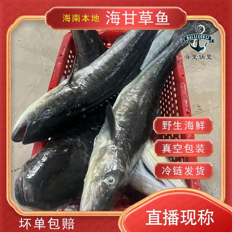 海南本港新鲜【海甘鱼】香煎,打边炉,直播现称