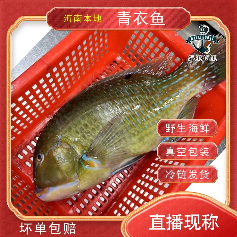 海南猪齿正【青衣鱼】现称现拍1
