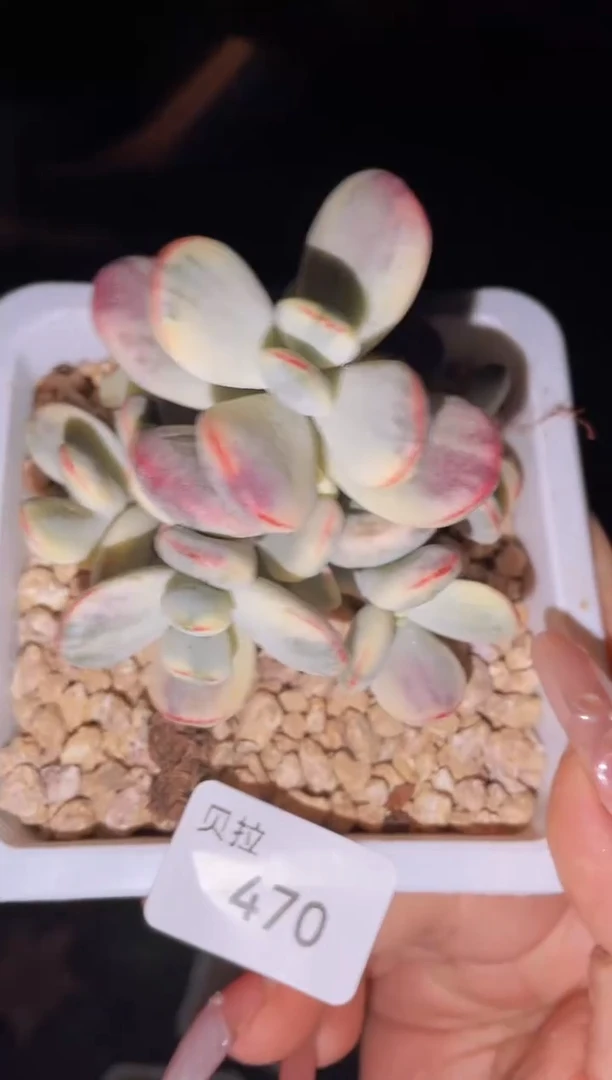 【闪购商品】470福娘