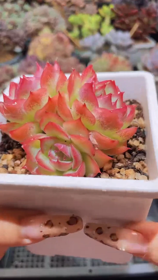 【闪购商品】171侧影