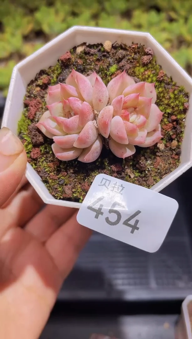 【闪购商品】454芭蕾天鹅