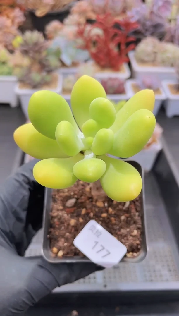 【闪购商品】177金