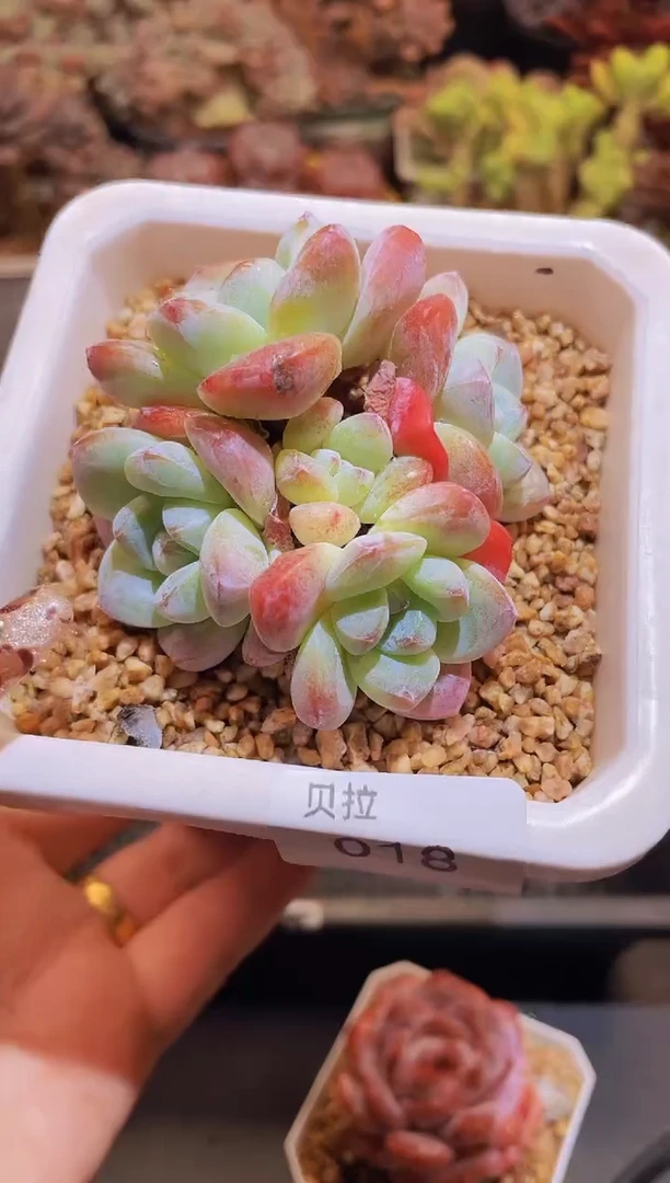 【闪购商品】018糖心冰玉