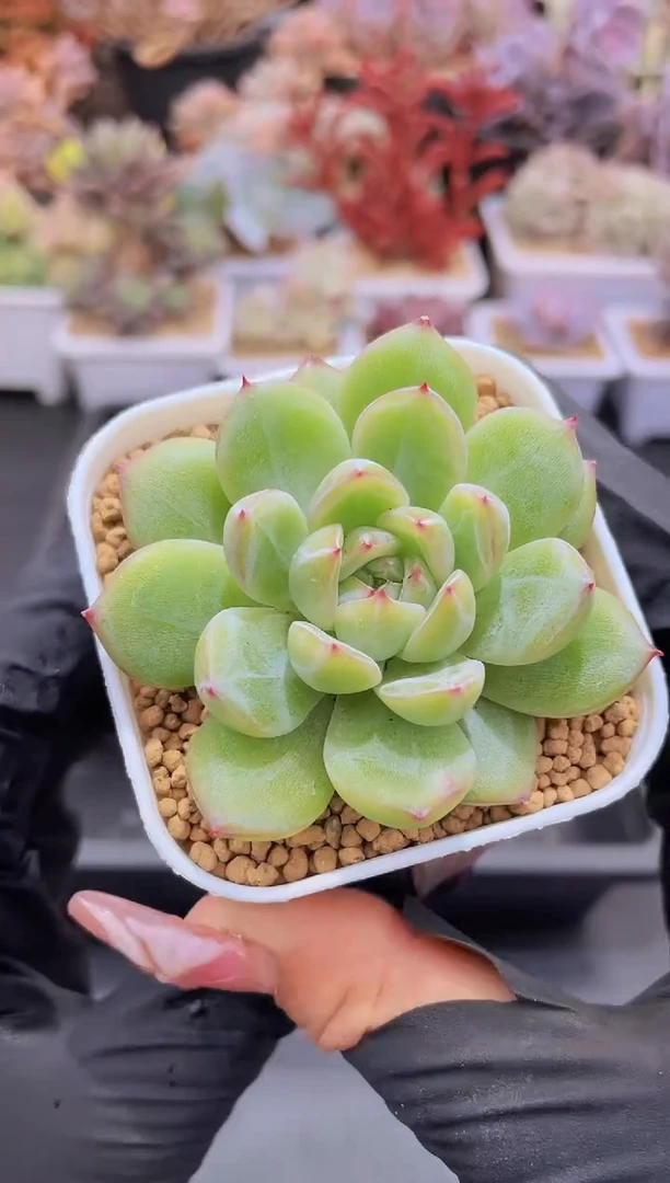 【闪购商品】133雪花珍妮