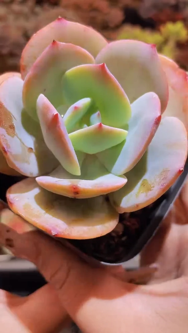 【闪购商品】345血凤