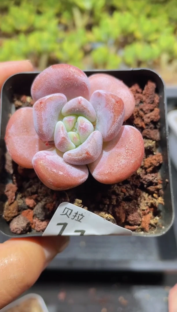 【闪购商品】113橙香